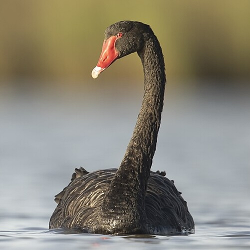 Black Swan