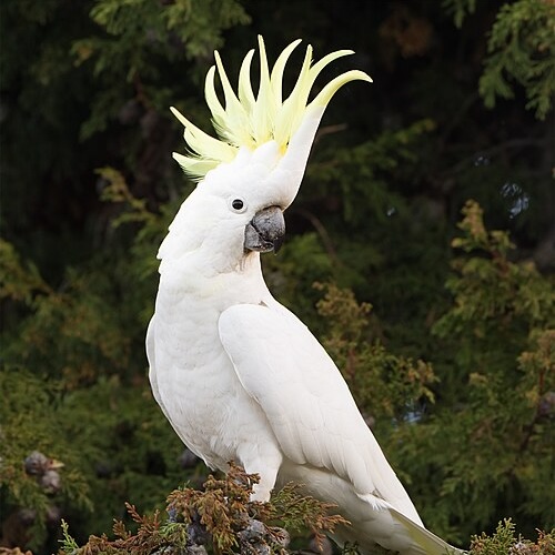 Cockatoo