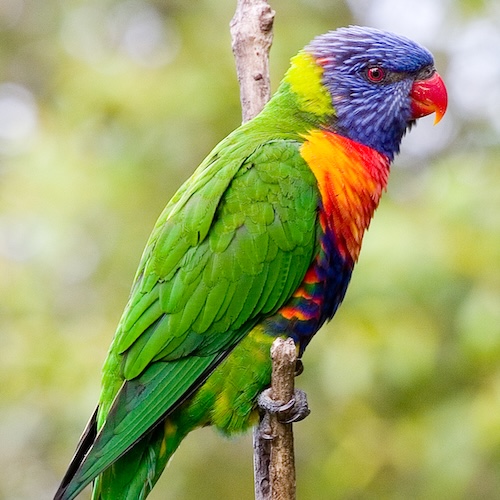 Rainbow Lorikeet